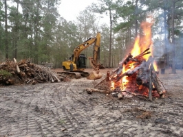 Burning cleared trees