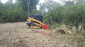 Track loader with tree shear - cuting trees flush to the ground
